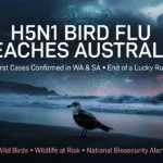 H5N1 Bird Flu in South Australia